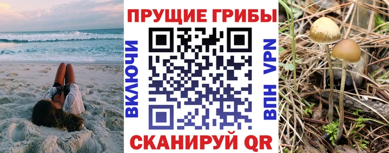 Купить Щёлково Галлюциногенные грибы Psilocybe