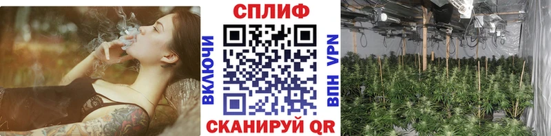 Купить закладки  Щёлково  Каннабис гибрид 